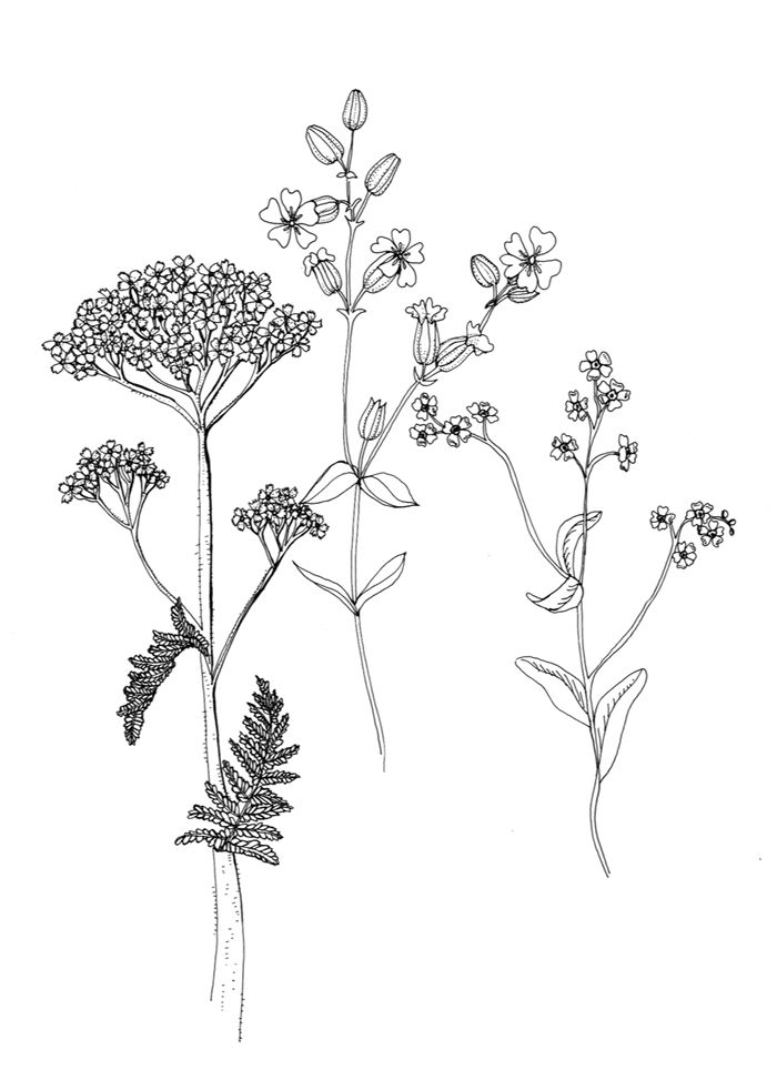 700x982 Wild Flowers Of January Flower Vouchers - Wildflower Sketch