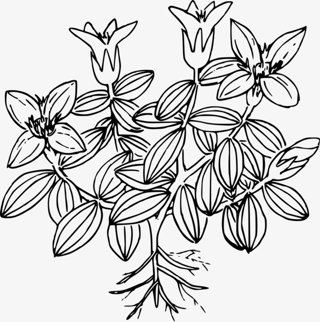 650x653 Wildflower Sketch, Flower, Plant, Wild Png Image And Clipart For - Wildflower Sketch