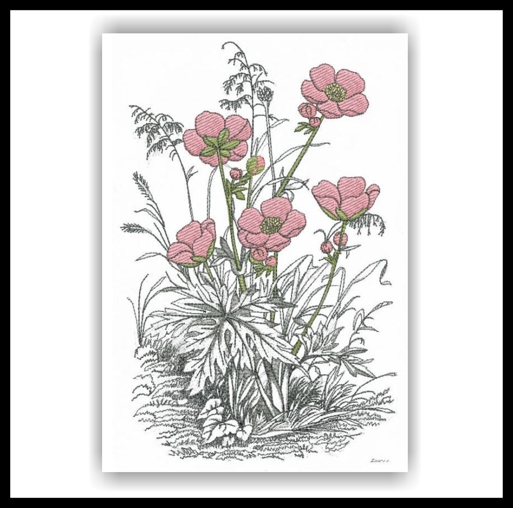 1000x990 Wildflower Sketch - Wildflower Sketch