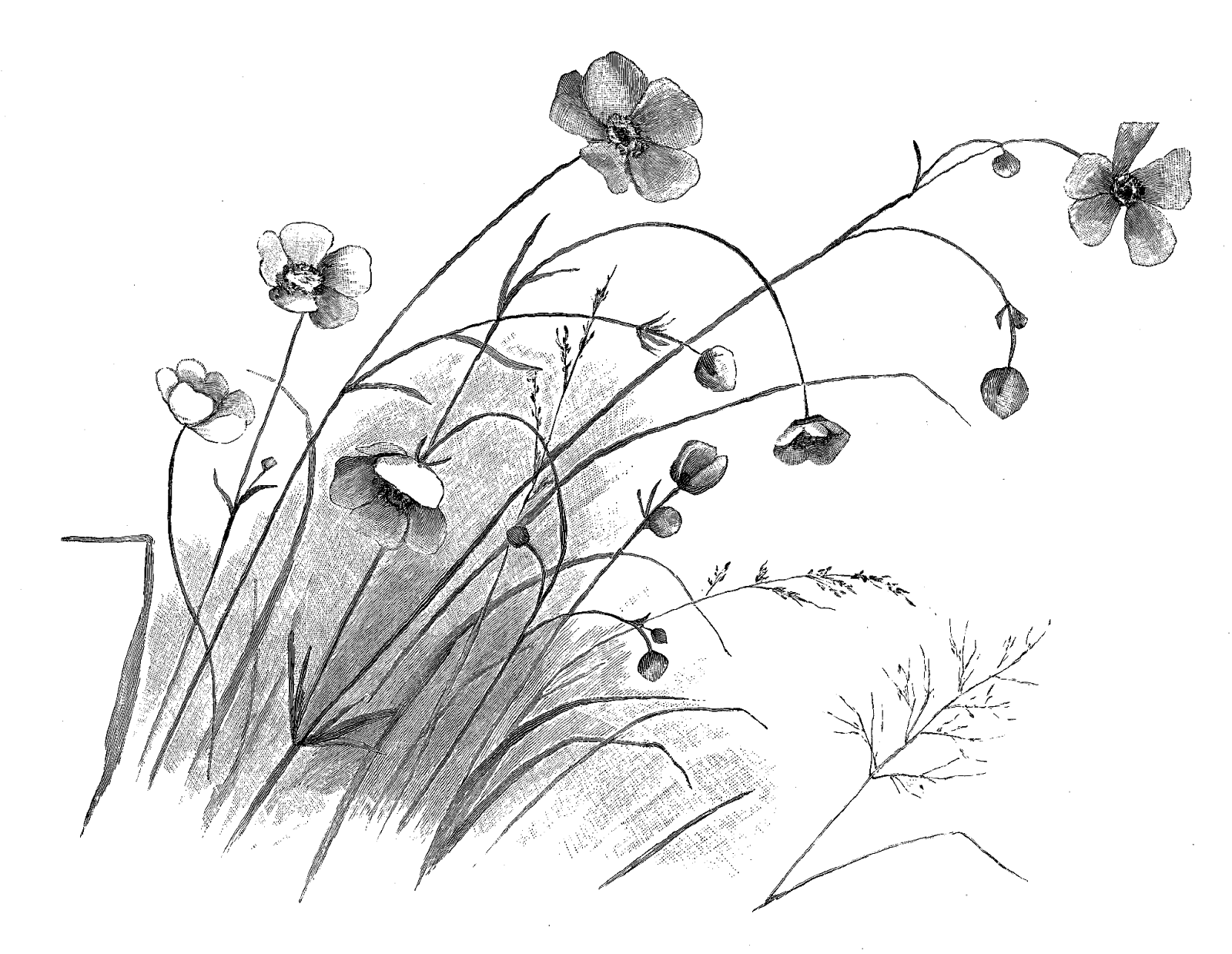 1600x1239 Wildflower Drawing - Wildflower Sketch