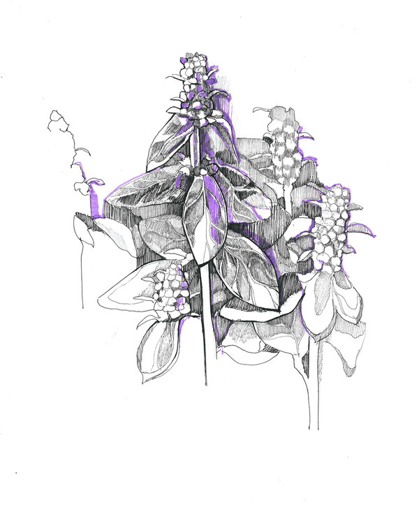 600x756 Wildflower Graphic Sketch By Jasmine512 - Wildflower Sketch