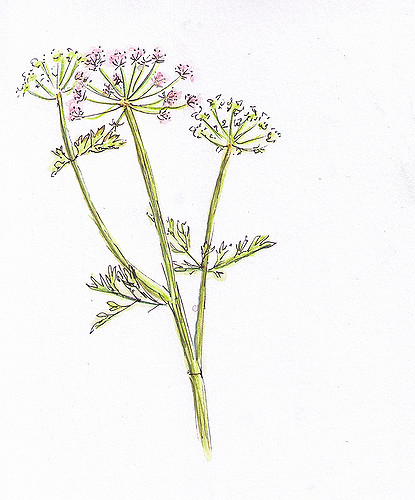 415x500 Wildflower Sketch Pen And Watercolour Pencil Sketch Of A - Wildflower Sketch