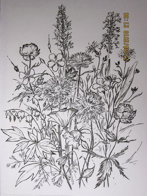 482x640 Wildflowers. Tattoo Wildflowers, Sketches And Tattoo - Wildflower Sketch