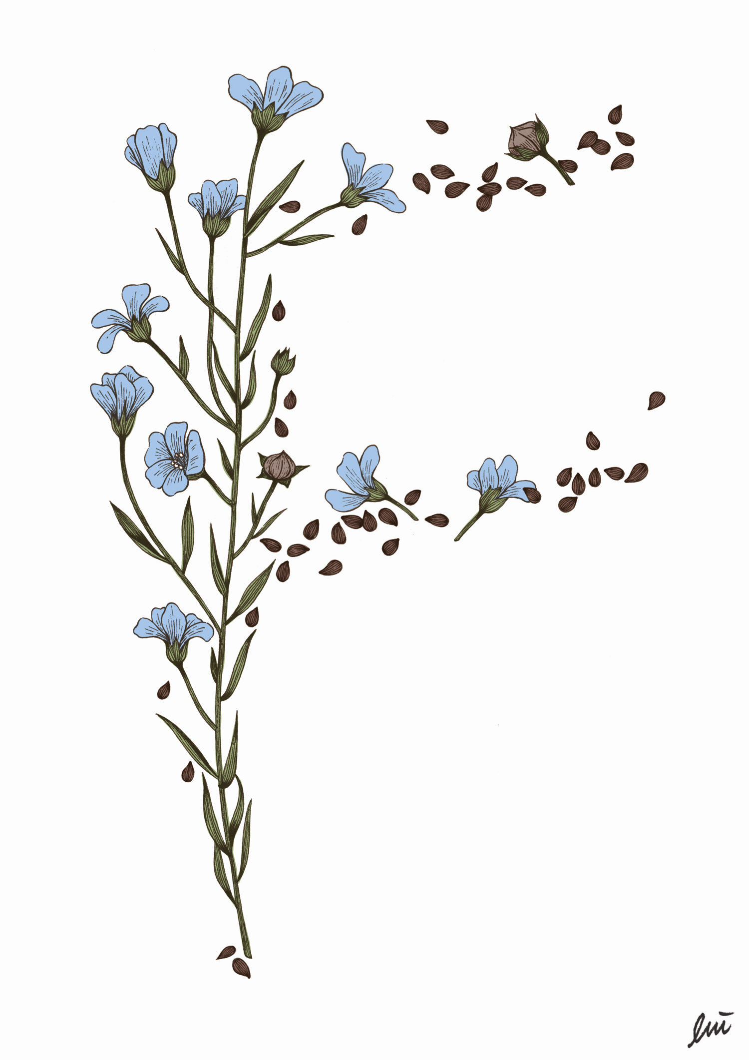 1500x2122 Wong Chi Lui Daily Sketch - Wildflower Sketch