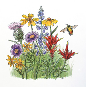 300x305 Eehunter - Wildflower Sketch