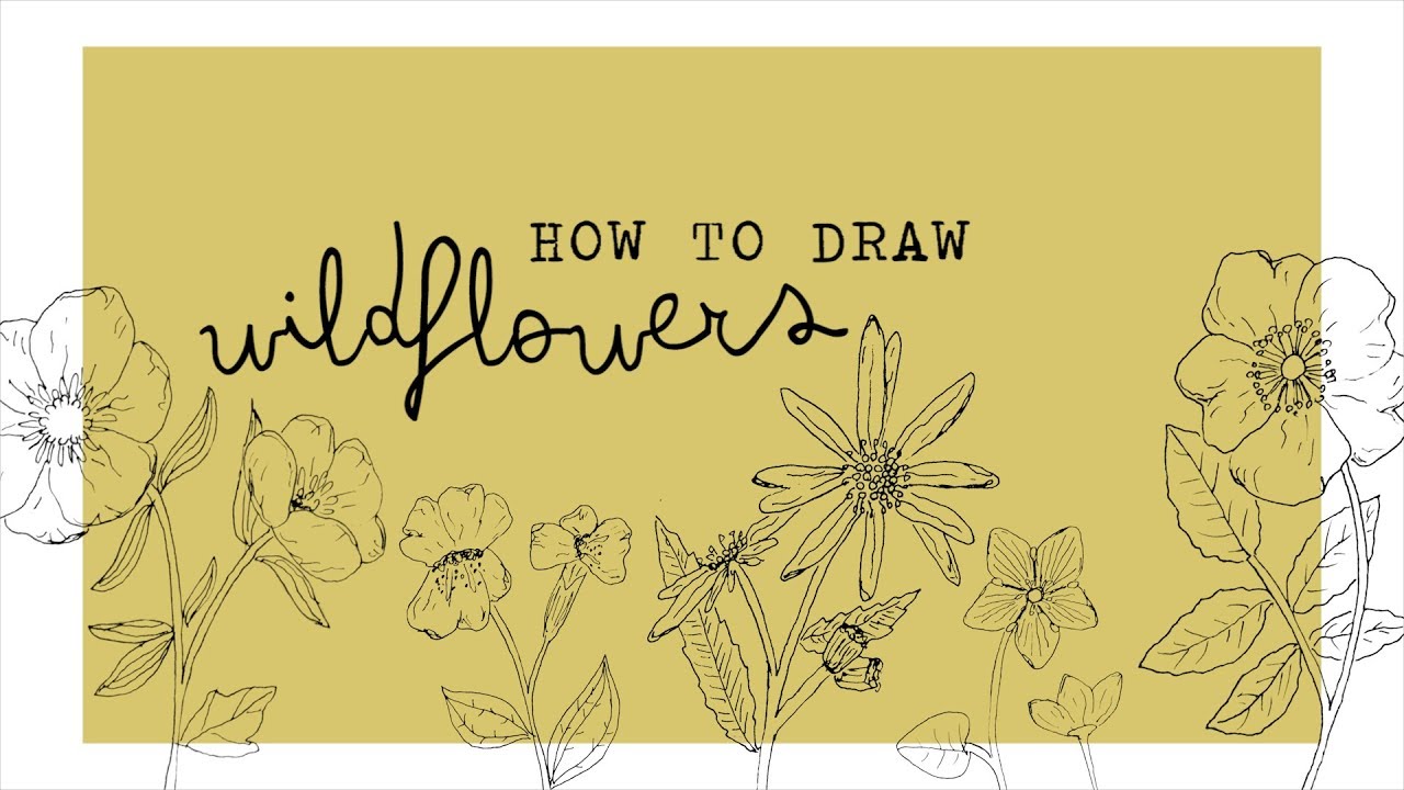 1280x720 How To Draw Wildflowers - Wildflower Sketch