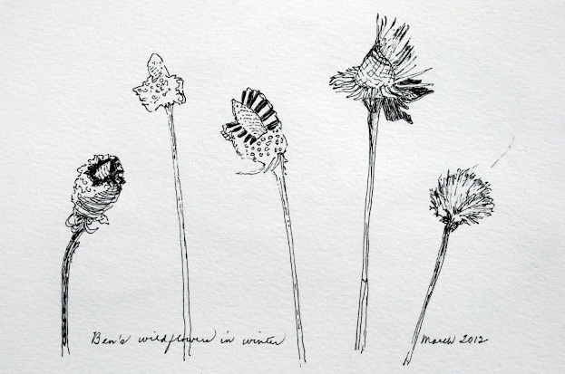623x413 Wildflower Sketch Typography Wildflowers And - Wildflower Sketch