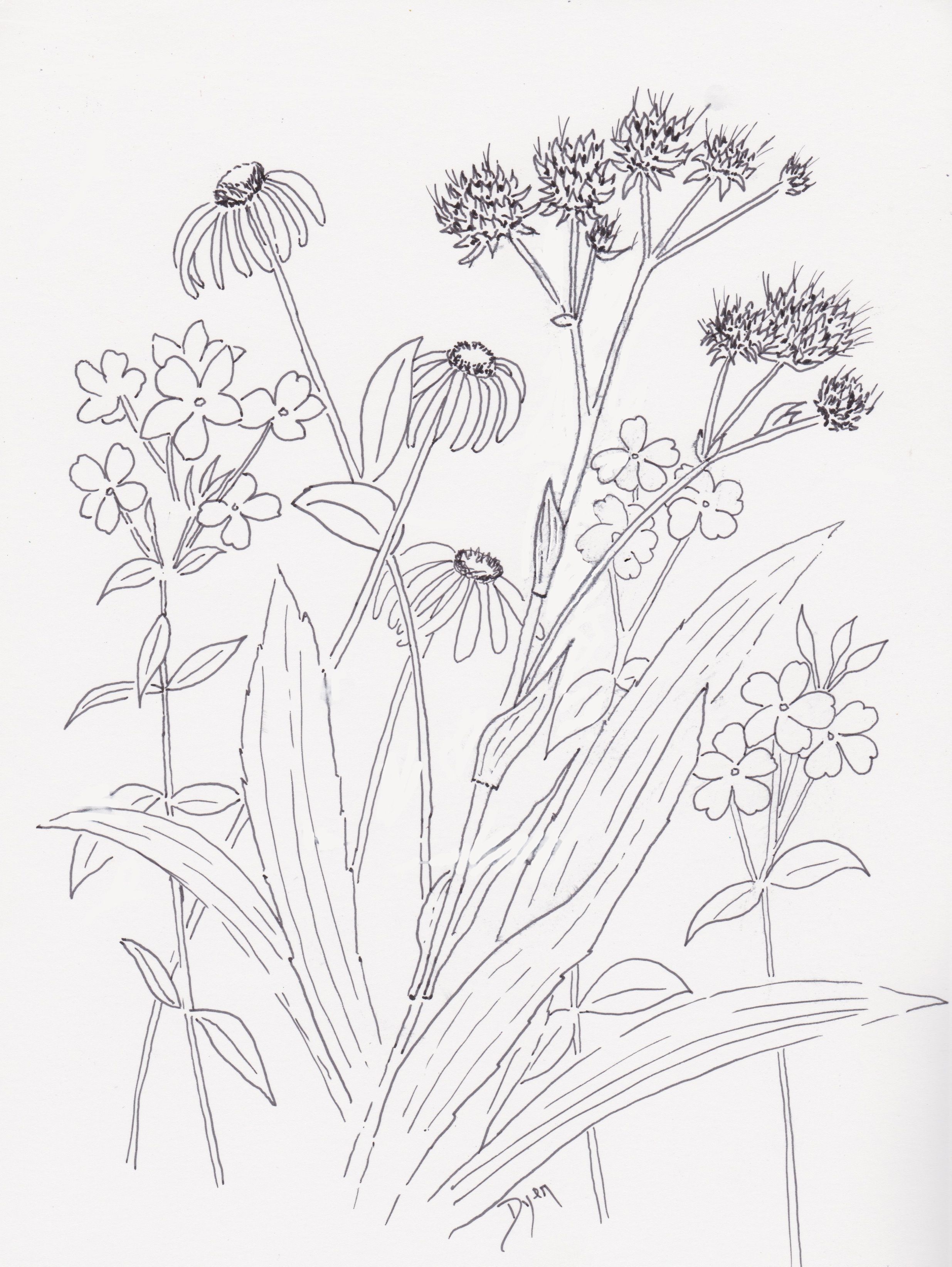 2470x3287 Wildflower Sketch Art Prescription - Wildflower Sketch