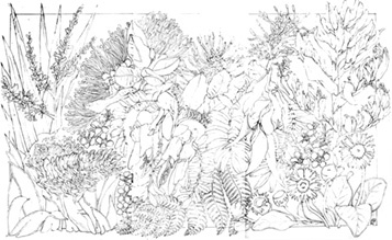 357x219 Drawn Wildflower Sketch - Wildflower Sketch