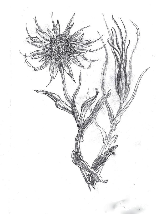 Wildflower Sketch At Explore Collection Of Wildflower Sketch 