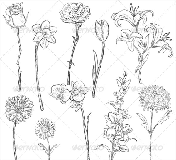 600x548 Sketch Vectors - Wildflower Sketch