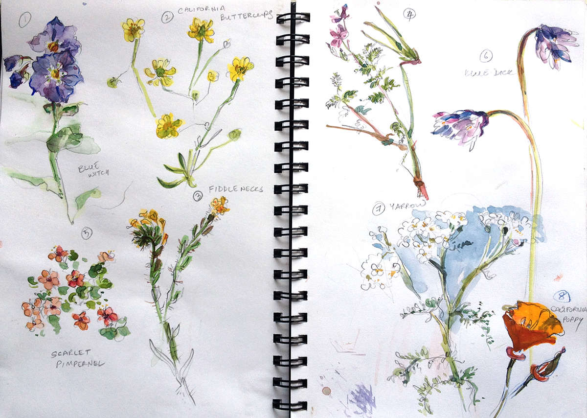 1200x854 Sketching Wildflowers Sketch Away Travels With My Sketchbook - Wildflower Sketch