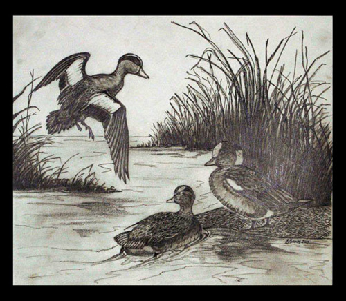 500x436 Florida Wildlife Art, Florida Bird Artist, Pencil Sketches Amp Drawings - Wildlife Sketches