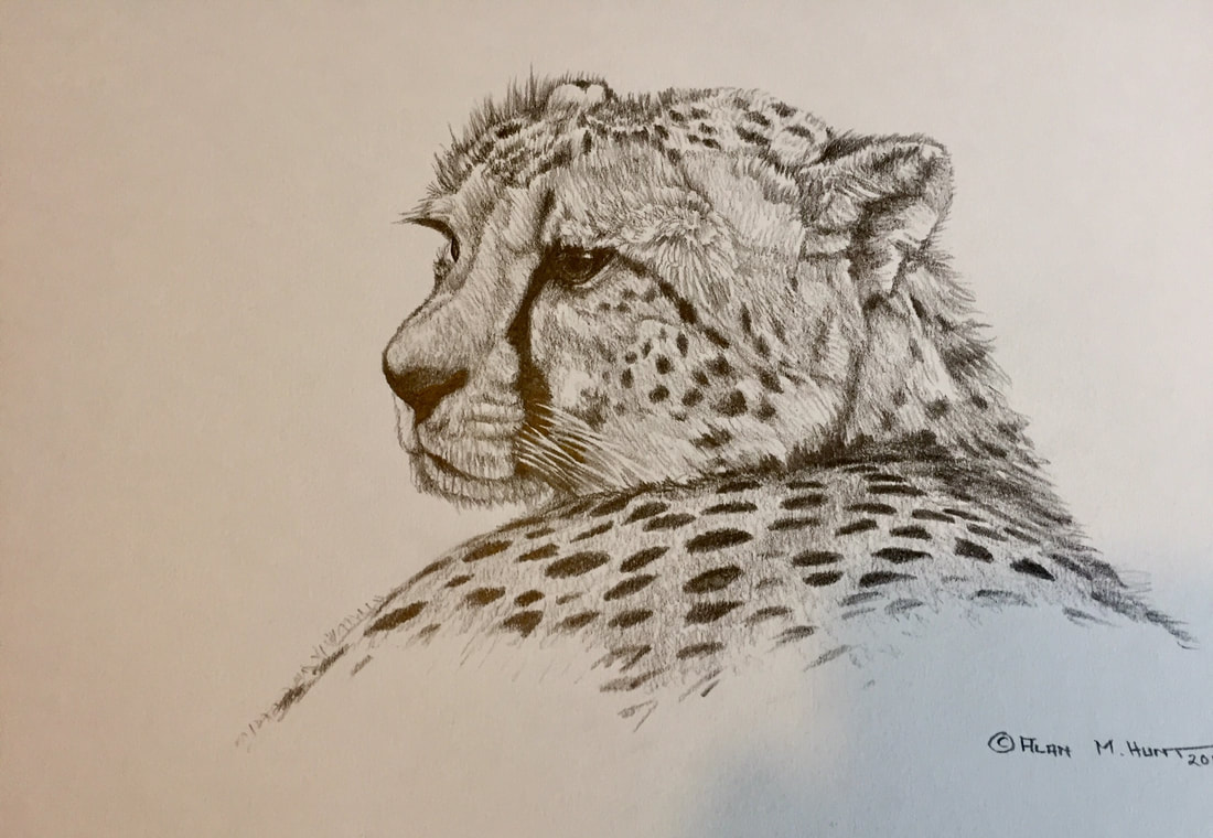 1100x760 Graphite Pencil Wildlife Studies Animal Art Sketches For Sale - Wildlife Sketches