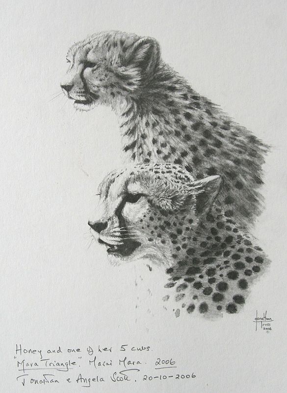 585x803 Jonathan Truss Wildlife Sketches - Wildlife Sketches