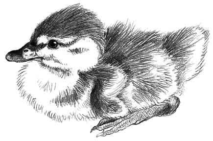 435x288 Sketching Wildlife Basics Workbook - Wildlife Sketches