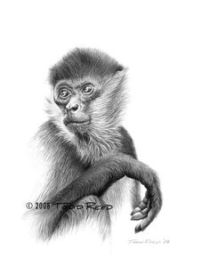 236x309 84 Best Wildlife Sketches Images Art Drawings - Wildlife Sketches
