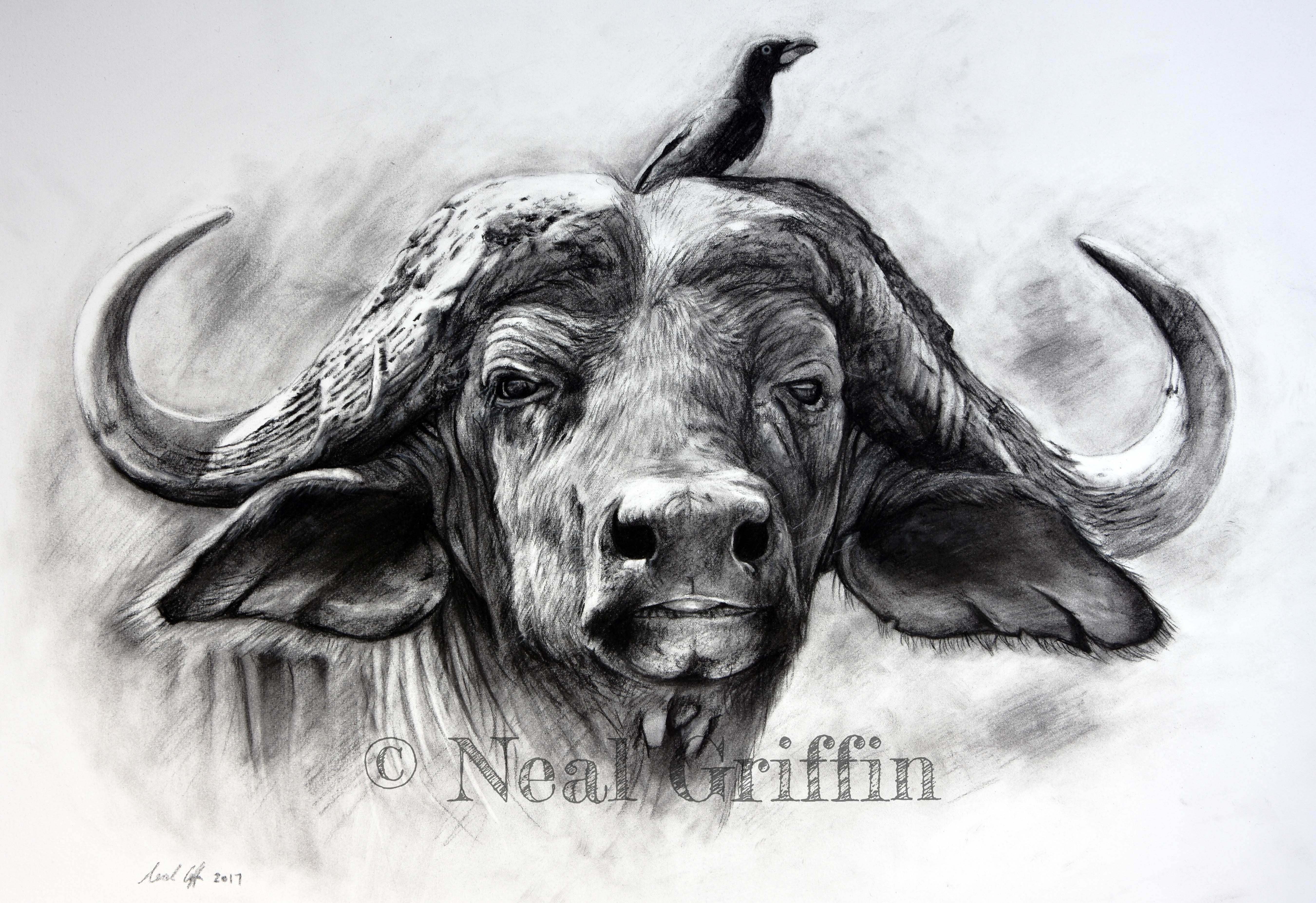 5403x3706 Wildlife Drawings - Wildlife Sketches