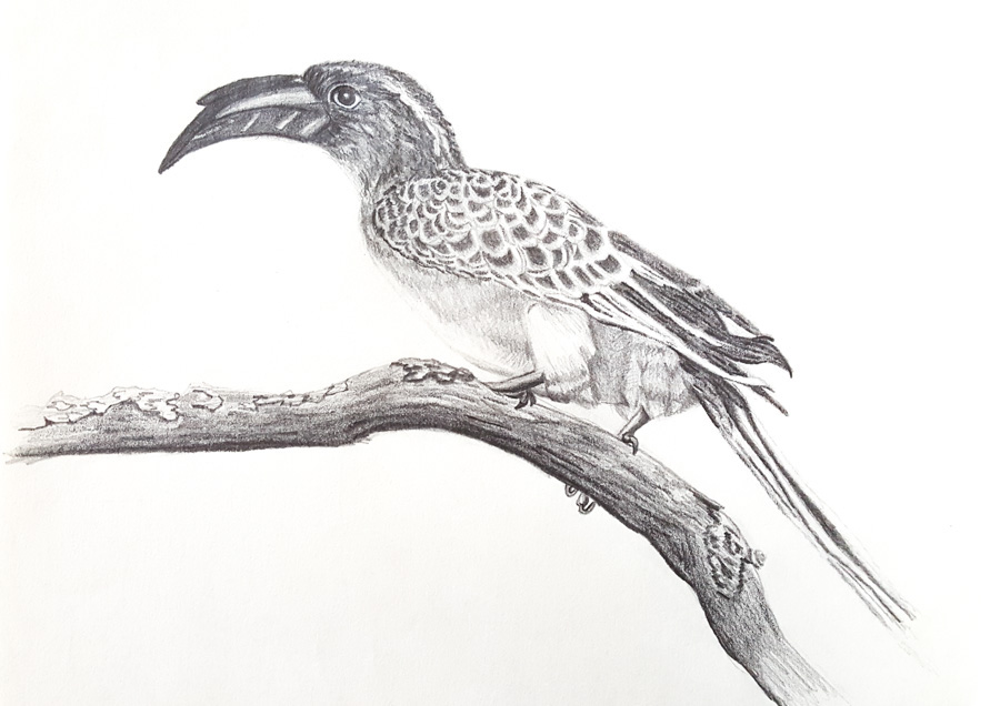 900x636 Wildlife Sketches And Studies On Behance - Wildlife Sketches