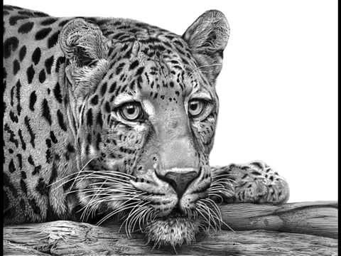 480x360 Wildlife Sketches By David Dancey Wood. - Wildlife Sketches
