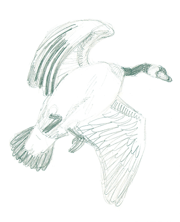 600x740 Wildlife Sketches On Student Show - Wildlife Sketches