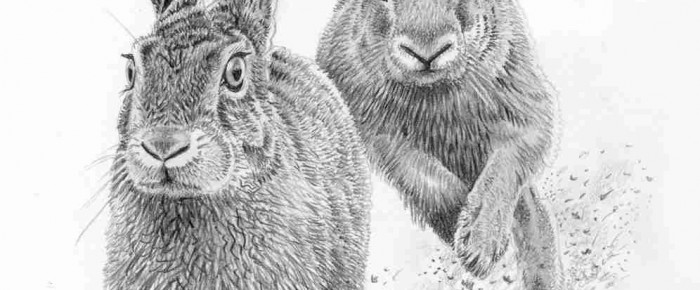 700x290 Wildlife Sketches The Blog! Wildlife, Art, Conservation, And - Wildlife Sketches