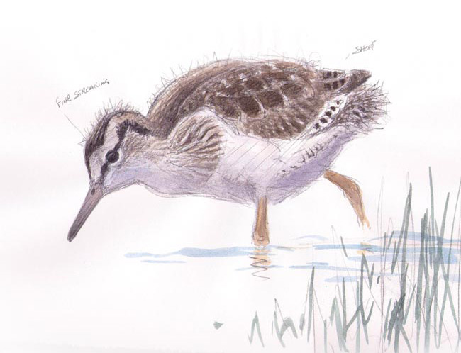 650x498 Wildlife Sketches Juvenile Redshank By Wildlife Artist David Daly - Wildlife Sketches