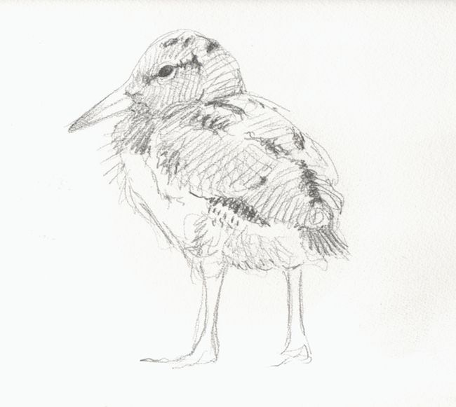 650x581 Wildlife Sketches Sketch Of Oystercatcher Chick By Wildlife - Wildlife Sketches