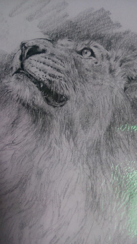 281x500 Animals Out From Jungle Art Sketch, Kala Rekhachitra, - Wildlife Sketches