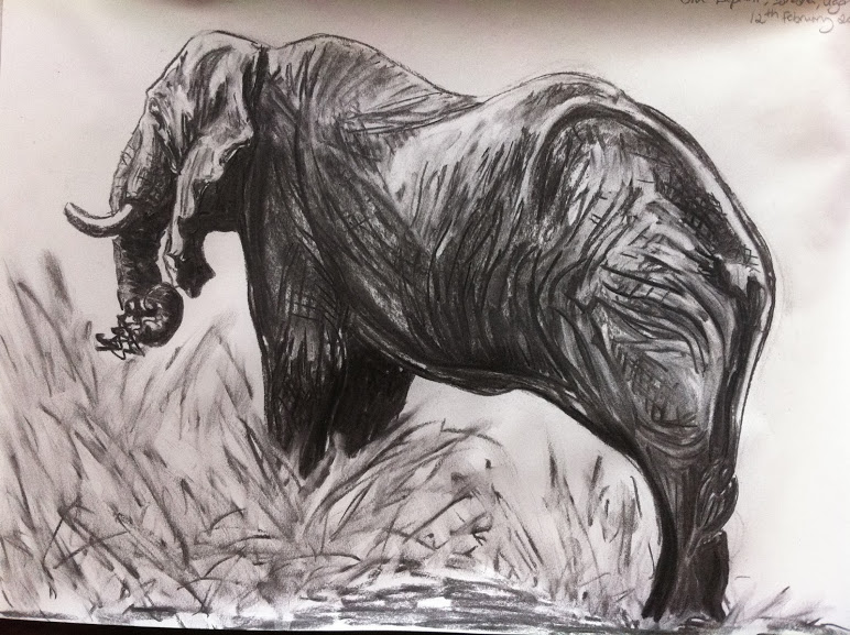 772x577 Wildlife Sketches - Wildlife Sketches