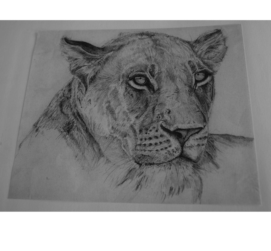 862x800 Wildlife Sketches Amp Paintings - Wildlife Sketches