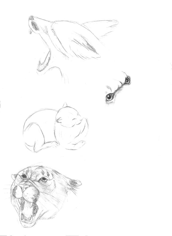 600x823 Wildlife Sketches By Rain27 - Wildlife Sketches