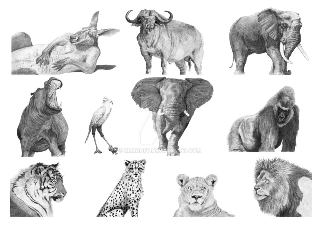 1063x752 Wildlife Sketches By Zimian69 - Wildlife Sketches
