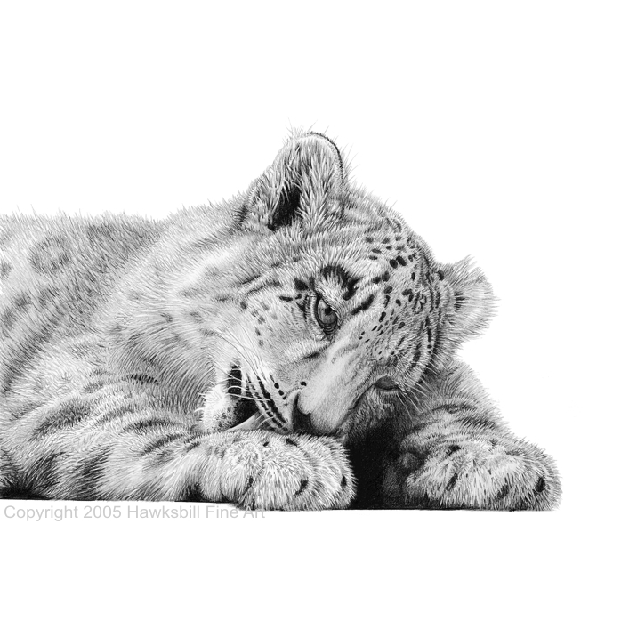 698x698 Wildlife Sketches Big Cats - Wildlife Sketches