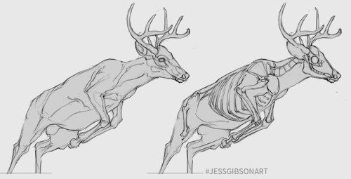 500x255 Wildlife Sketches Tumblr - Wildlife Sketches