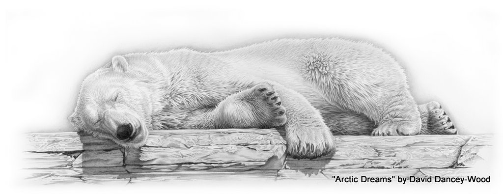 1024x395 Arctic Dreams By David Dancey Wood Wildlife Sketches The Blog! - Wildlife Sketches