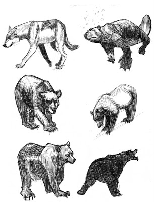 305x400 Averyl Veliz Wildlife Sketches - Wildlife Sketches