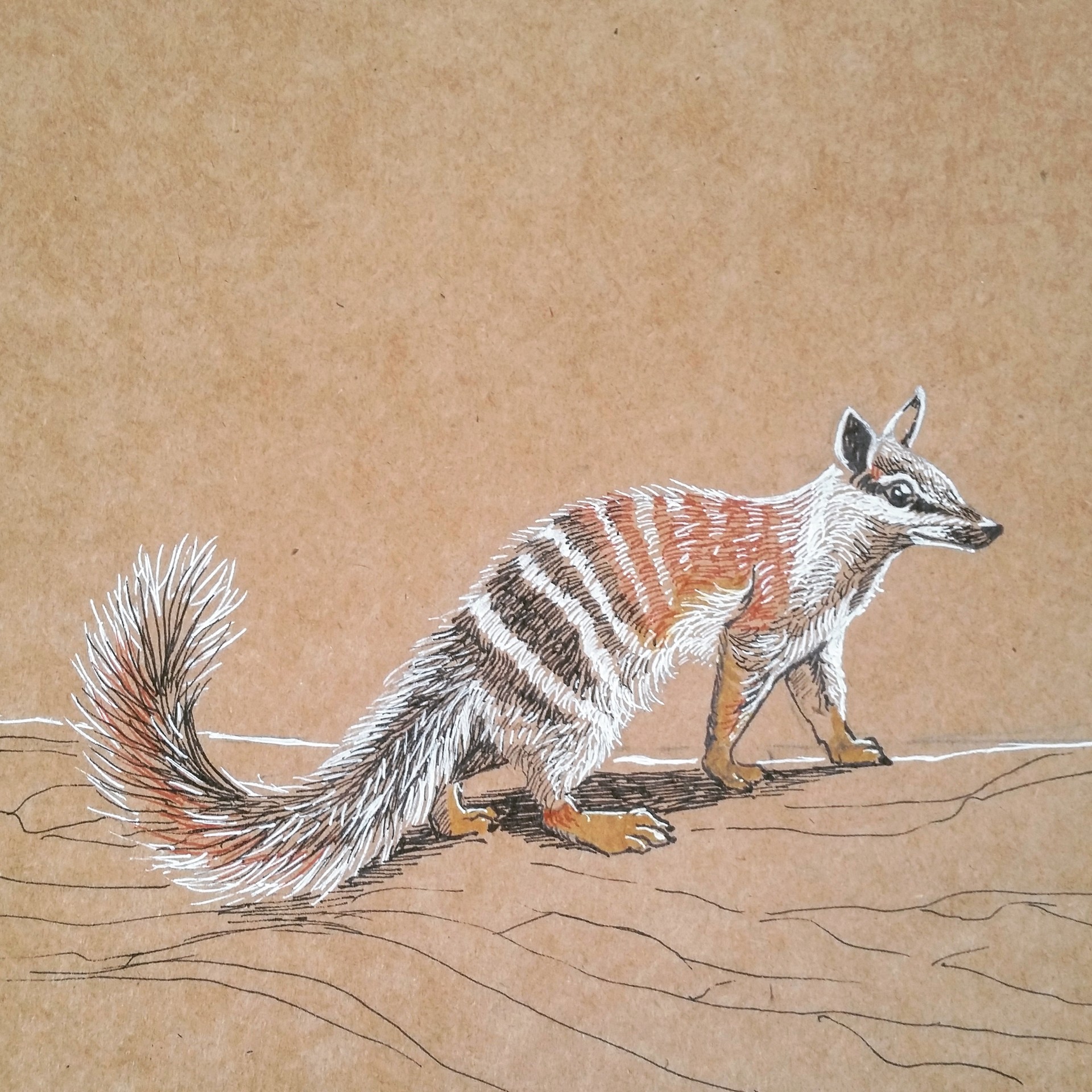 1920x1920 Babs Fiala Burke - Wildlife Sketches