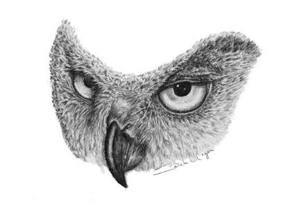 422x300 Classic - Wildlife Sketches