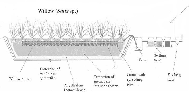 717x355 Sketch Of A Willow Based Wastewater Treatment System Download - Willow Sketch