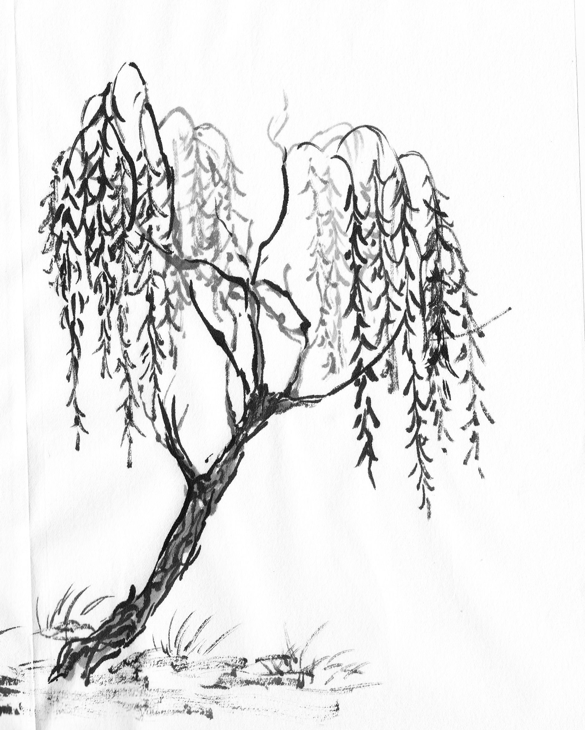 1875x2342 Specific Trees Painting Willow Ink. Drawings - Willow Sketch