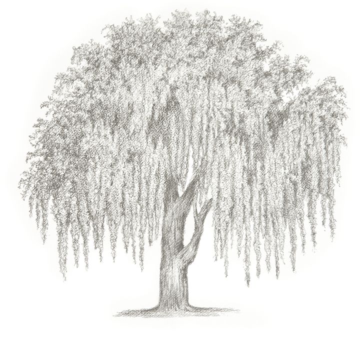 720x705 Weeping Willow - Willow Sketch