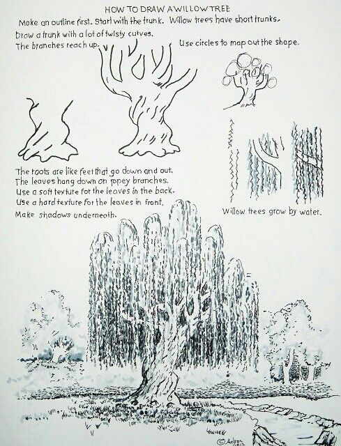 489x640 Weeping Willow How To Draw Weeping Willow, Draw - Willow Sketch