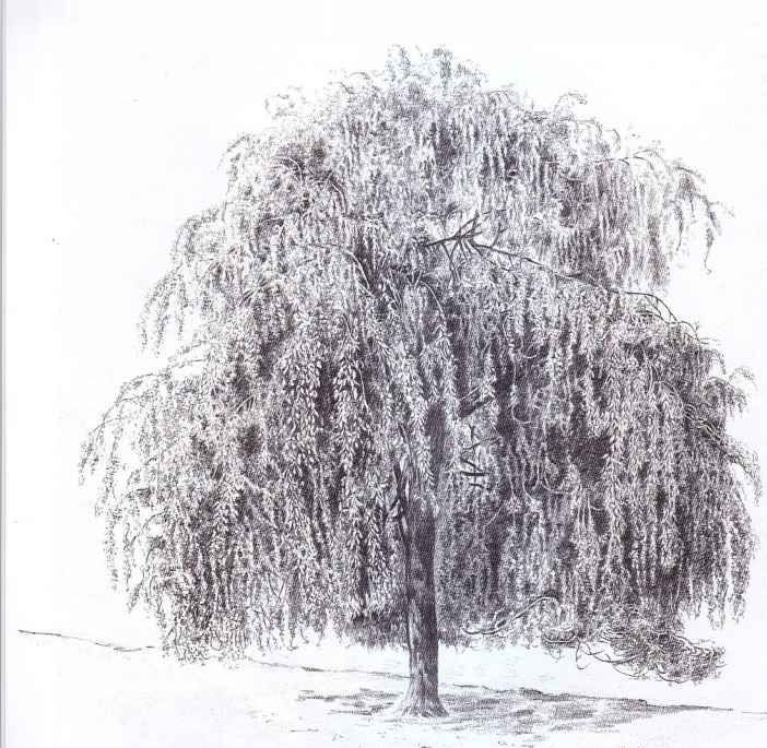 702x685 Weeping Willow Tree Pen - Willow Sketch