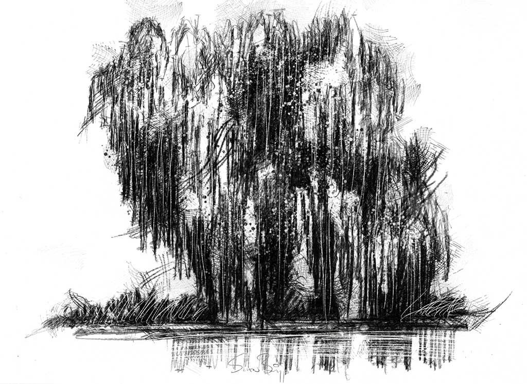 1024x746 Willow Tree Seanbriggs - Willow Sketch