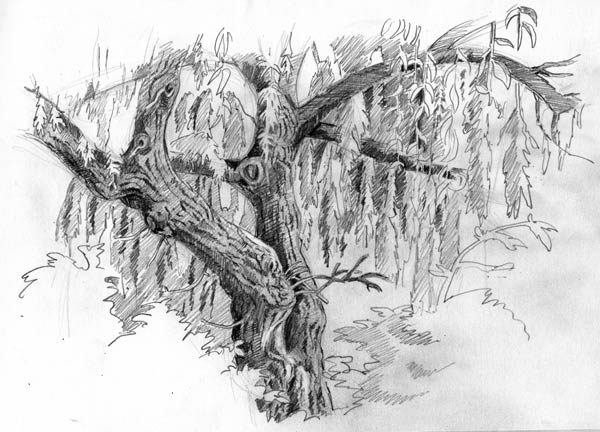 600x432 Willow Tree Jabberworks - Willow Sketch