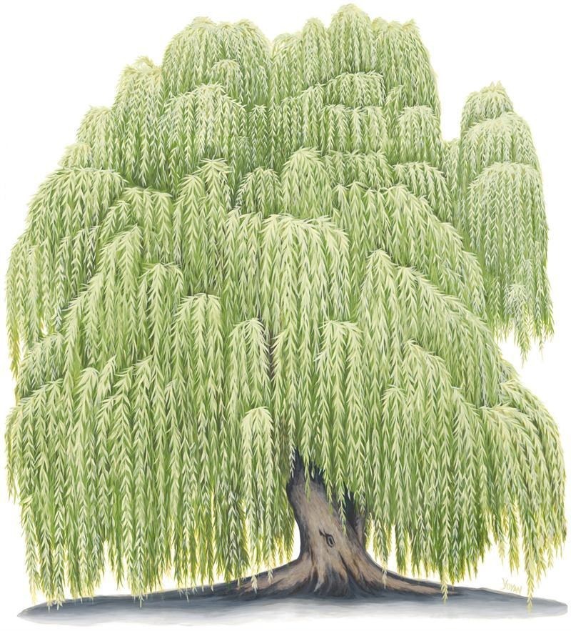 800x883 Photos Free Willow Tree Clip Art, - Willow Tree Sketch