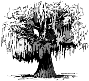 288x263 Tree Drawings And How To Draw Them Realistically - Willow Tree Sketch