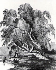 230x289 Twickenham Museum - Willow Tree Sketch