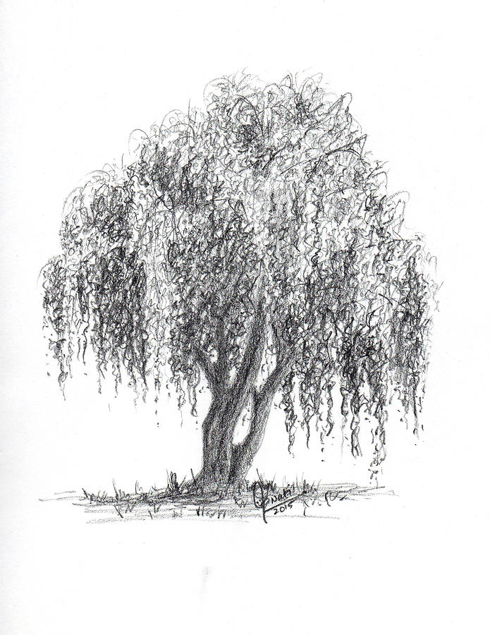 695x900 Weeping Willow Tree Drawing By Swati Singh - Willow Tree Sketch